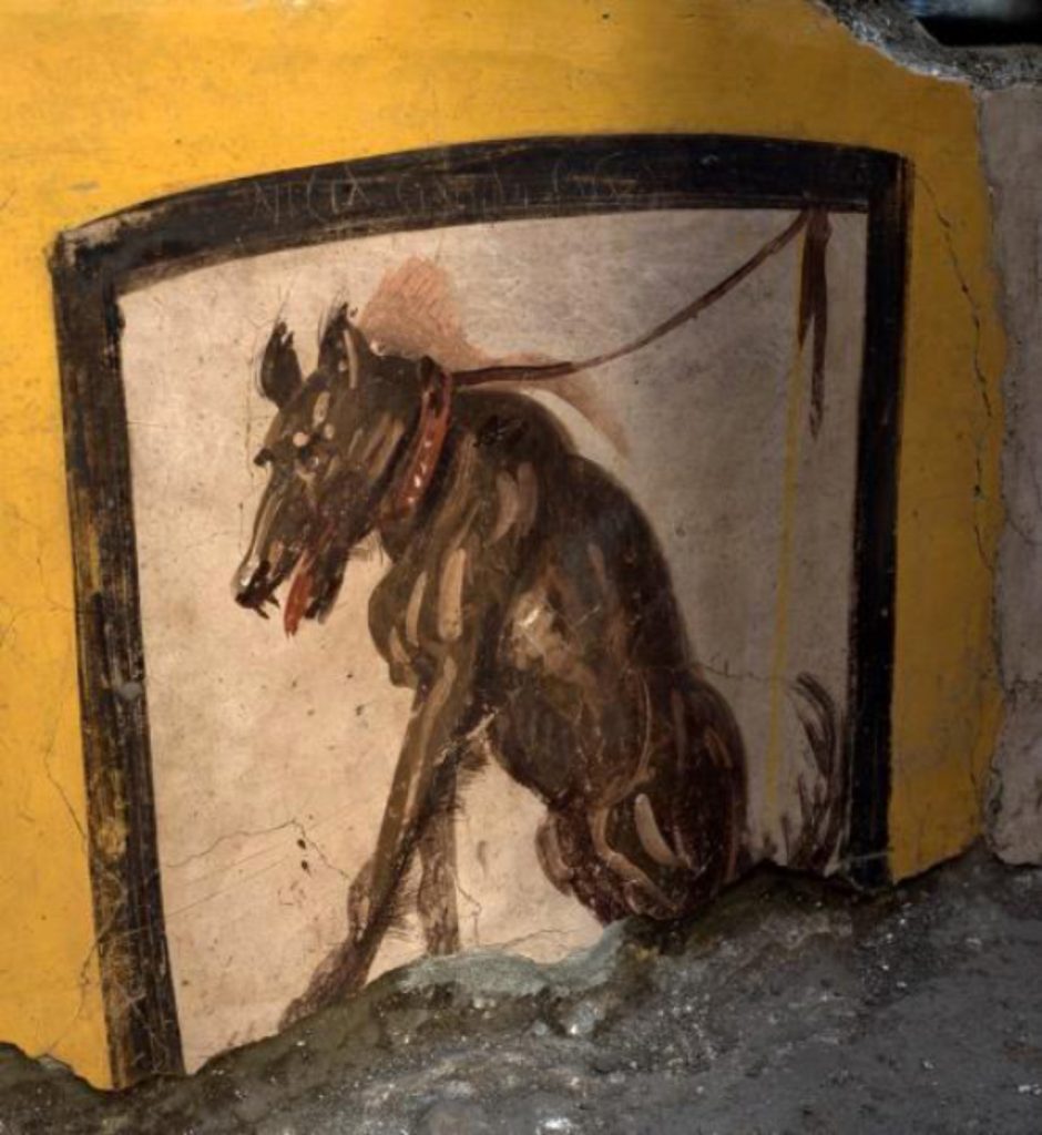A fresco of a collared dog at the <em>thermopolium</em> with Roman-era graffiti that reads "NICIA CINAEDE CACATOR," translating to "NICIAS SHAMELESS SHITTER," presumably an insult to the owner. Photo courtesy of Archaeological Park of Pompeii. 